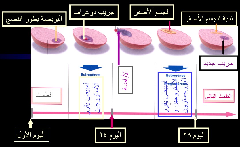 مين استخدمت حبوب كليمن وحملت